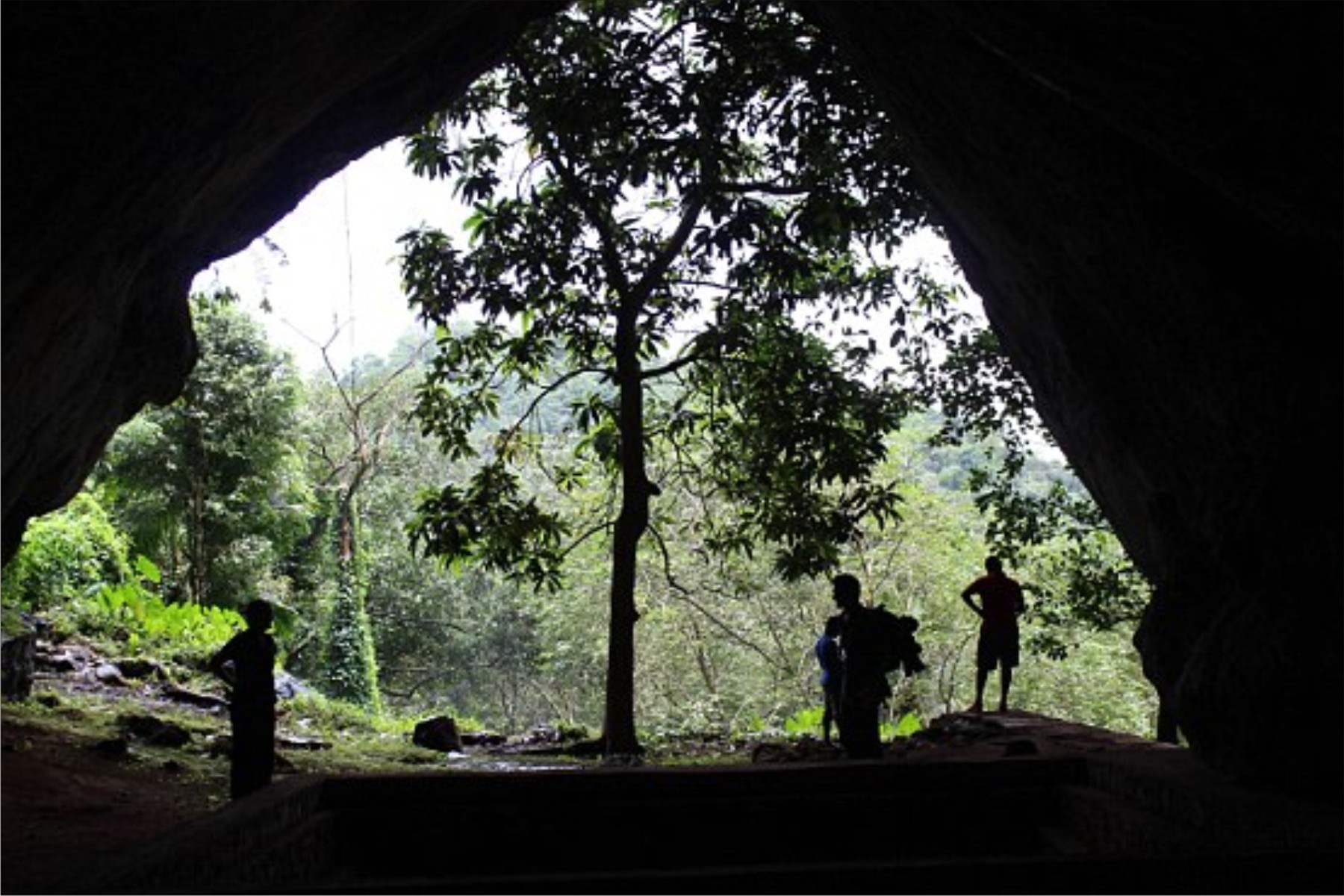 Humans invaded rainforests at least 20,000 years ago: Teeth found in Sri Lanka reveal tropical diet of our ancestors