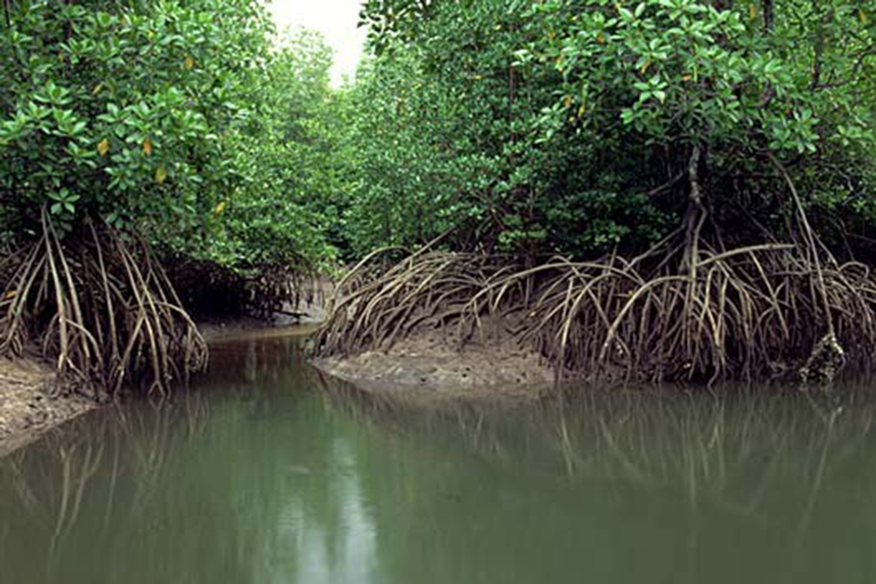 SL first nation to protect all mangrove forests